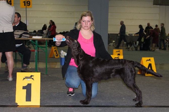 Du Domaine De  Maliba - International Dog Show Luxembourg