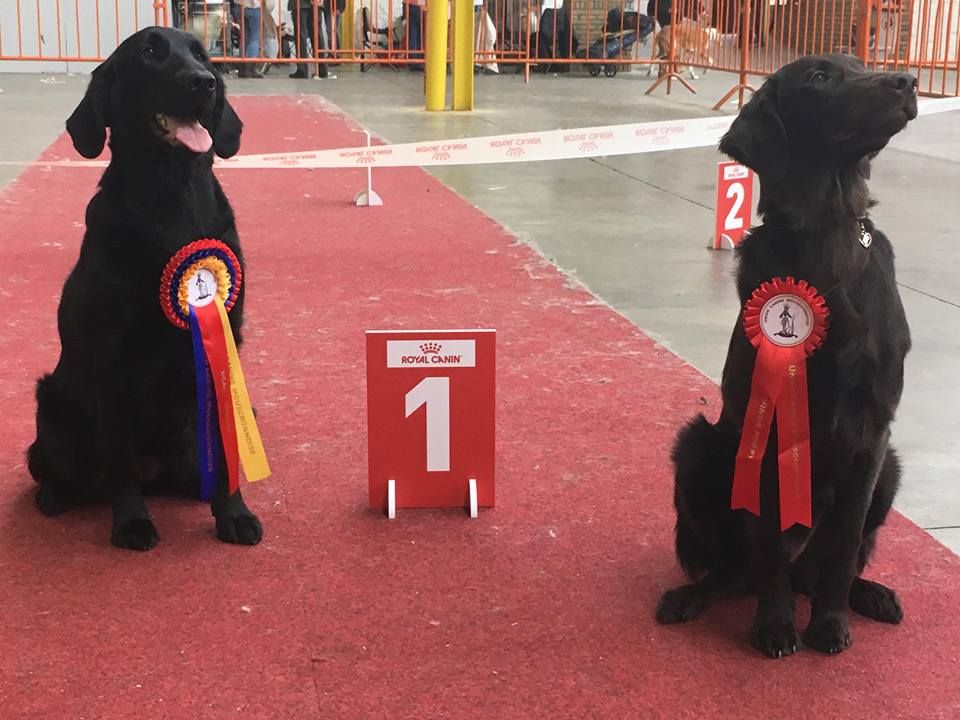 Du Domaine De  Maliba - Supers résultats à Mouscron !