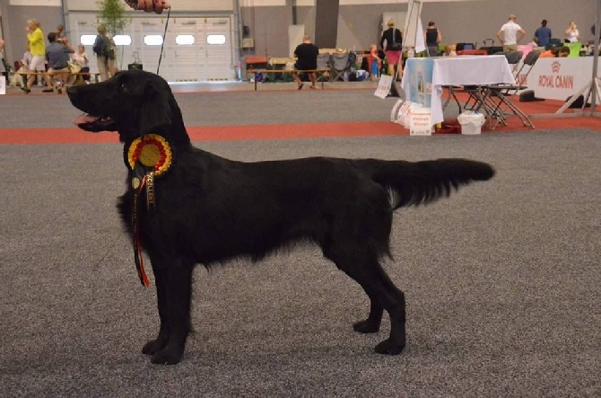 Du Domaine De  Maliba - European Dog Show Brussel