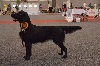  - European Dog Show Brussel