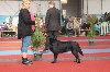  - Heaven est qualifiée pour CRUFTS 2016 