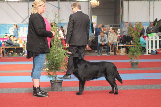 Du Domaine De  Maliba - Heaven est qualifiée pour CRUFTS 2016 