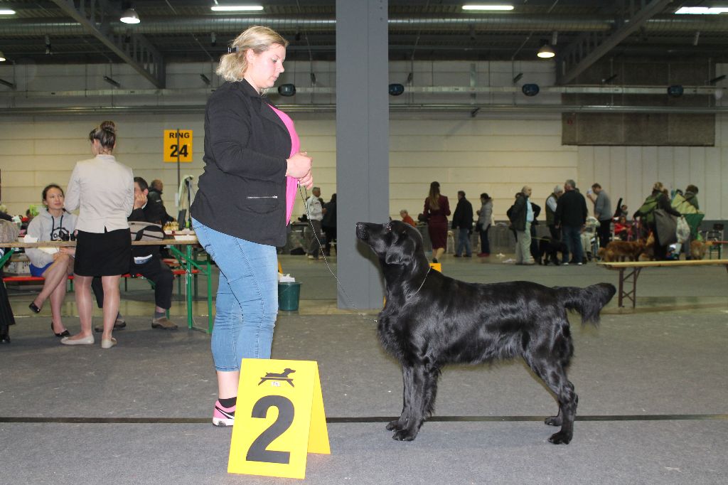 Du Domaine De  Maliba - International Dog Show Luxembourg