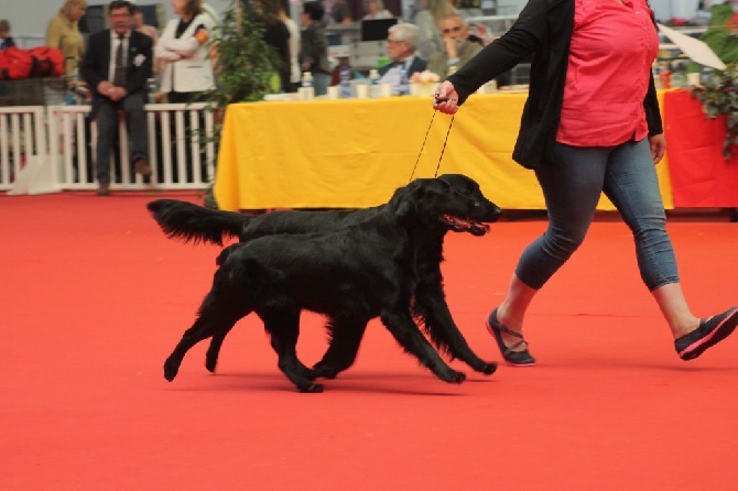 Du Domaine De  Maliba - 3eme BIS en couple pour Heaven et Niels à Amiens