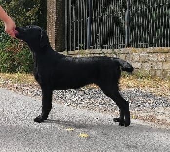 CH. Onyx my precious black girl Du Domaine De  Maliba