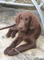 Shadow my precious brown girl Du Domaine De  Maliba