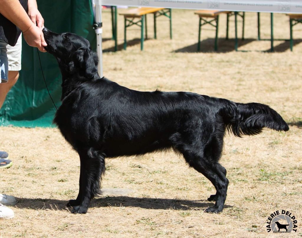 CH. Onyx my precious black girl Du Domaine De  Maliba