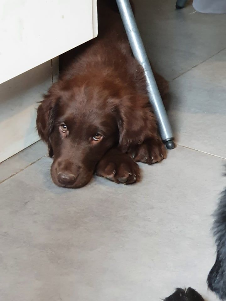 Shadow my precious brown girl Du Domaine De  Maliba