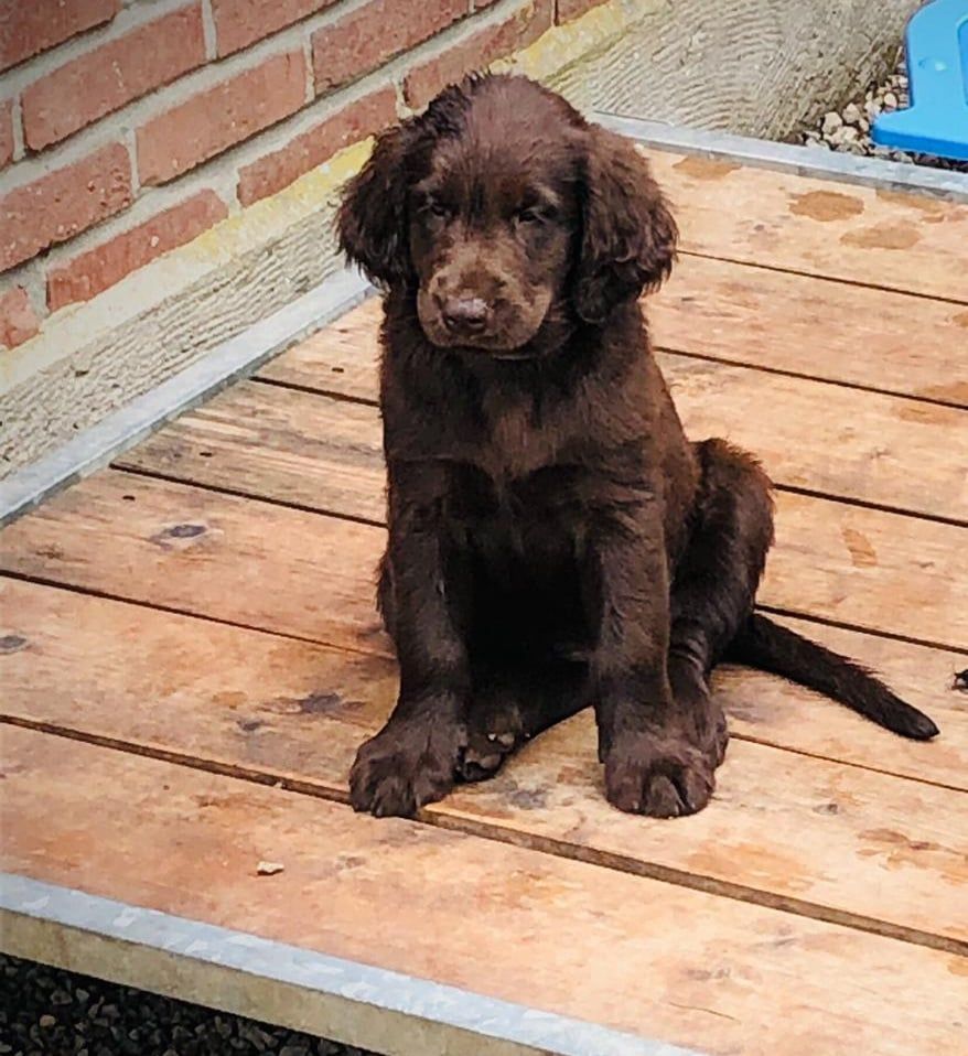 Shadow my precious brown girl Du Domaine De  Maliba