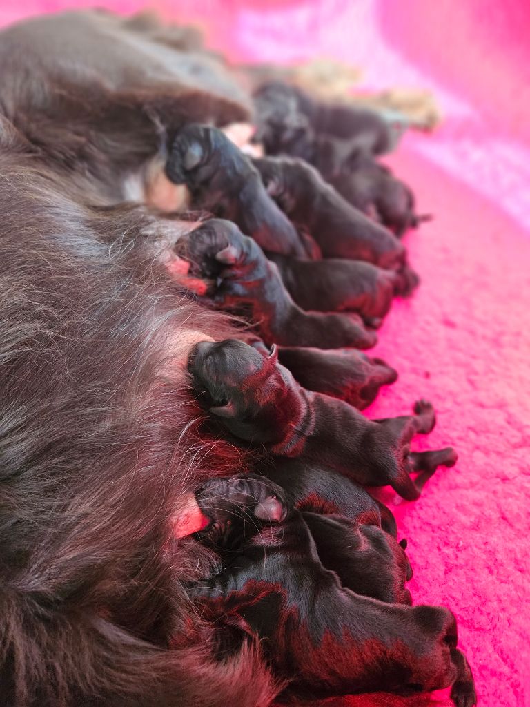 chiot Flat Coated Retriever Du Domaine De  Maliba