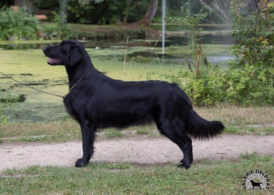 CH. Lady khaleesi Du Domaine De Maliba