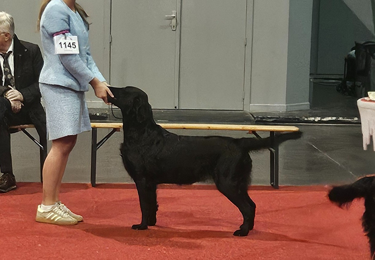 Ultra devient Championne des Expositions Nationales en 2025