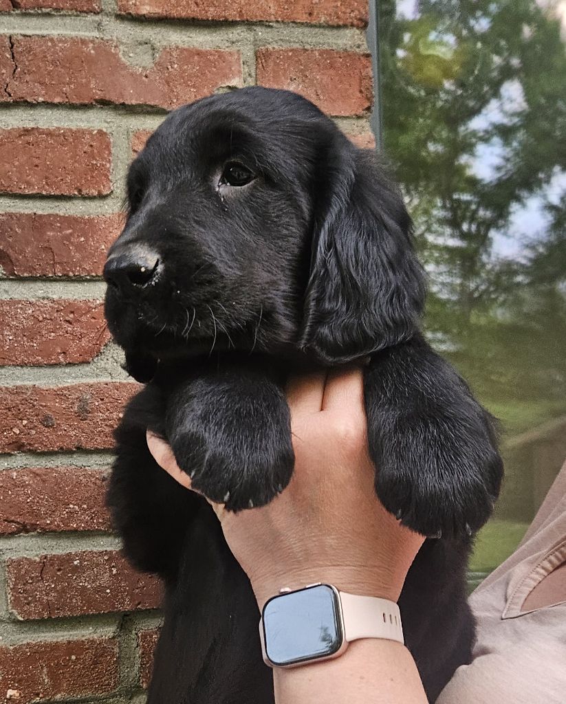 Du Domaine De  Maliba - Chiots disponibles - Flat Coated Retriever